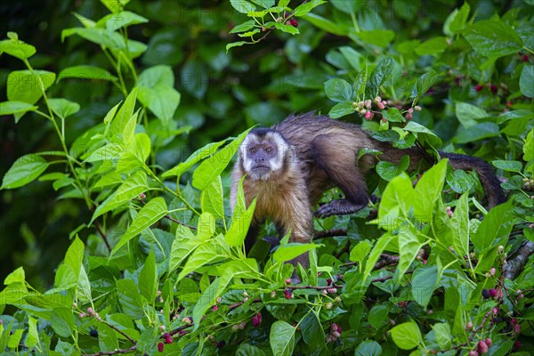 Crested capuchin (Cebus apella) Pantanal Brazil