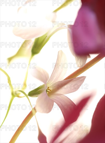 White flower of purple wood sorrel (Rhizome Oxalis) between purple leaves and green leaf stalks, close-up