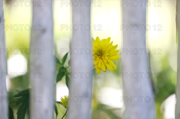 Yellow dahlias (Dahlia) behind a rustic wooden garden fence, farm garden, Fladungen Open-Air Museum, Fladungen, Lower Franconia, Franconia, Bavaria, Germany, Europe