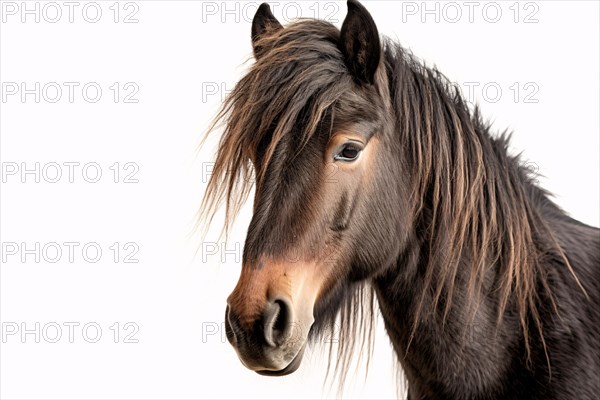 Portrait of Dales Pony on white background. KI generiert, generiert AI generated