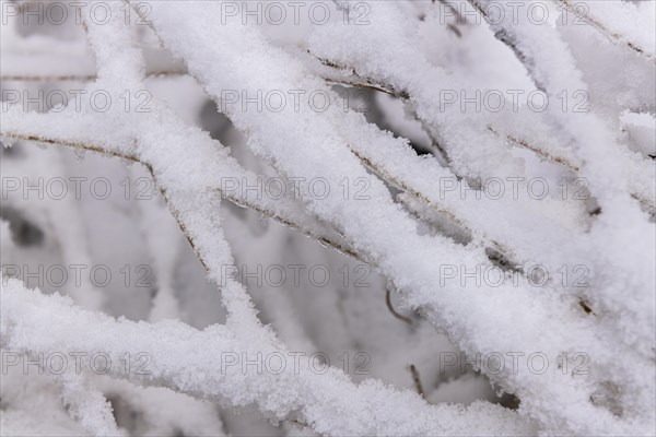 Snow lies on fallen blades of grass, Structure, Close Up, Forest around the Lindensee, Ruesselsheim am Main, Hesse, Germany, Europe