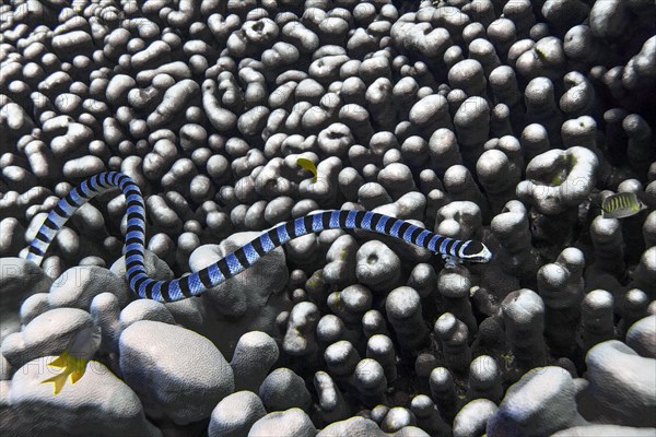 Banded colubrine sea krait (Laticauda colubrina), Wakatobi Dive Resort, Sulawesi, Indonesia, Asia