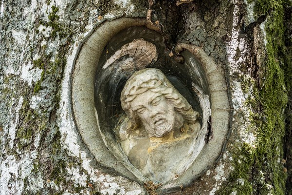 Christ figure in a tree, Balzer Herrgott, near Guetenbach, Black Forest, Baden-Wuerttemberg, Germany, Europe