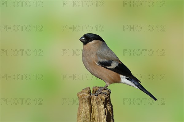 Eurasian bullfinch (Pyrrhula pyrrhula), female, sitting on an old tree stump in the forest, Wilnsdorf, North Rhine-Westphalia, Germany, Europe