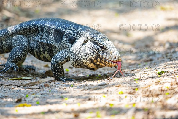 Gold tegu (Tupinambus teguixin) Pantanal Brazil