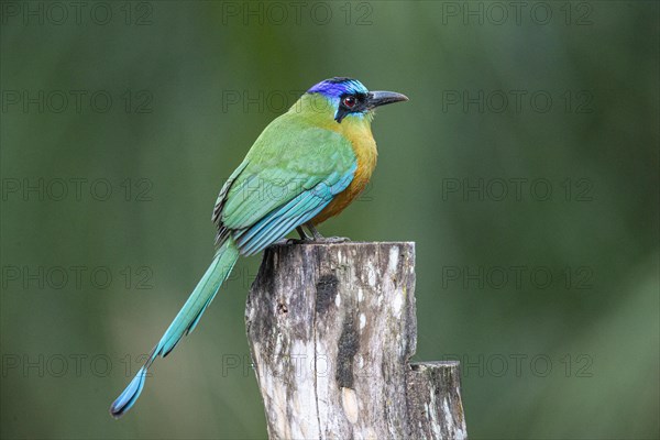 Blue-crowned motmot (Momotus momota) Pantanal Brazil