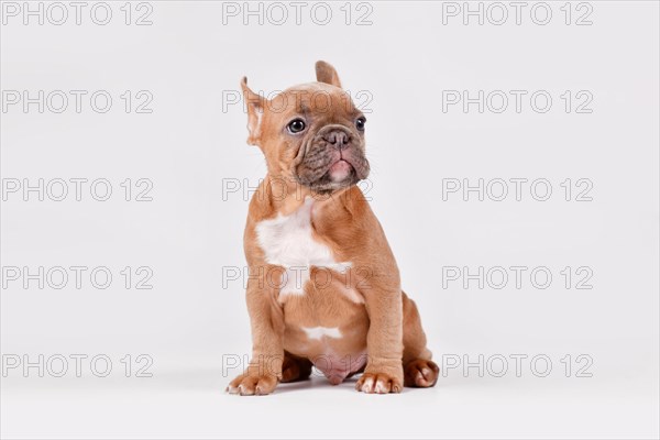 Blue red fawn French Bulldog dog puppy sitting on white background