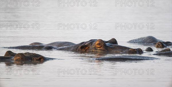 Hippos (Hippopatamus amphibius) in the water at sunset with reflection, adult, Sabie River, Kruger National Park, South Africa, Africa