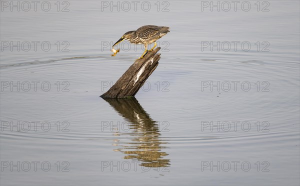 Mangrove heron (Butorides striata atricapilla), sitting on a tree stump in the water with prey in its beak, holding a small frog by the leg, reflection, Kruger National Park, South Africa, Africa