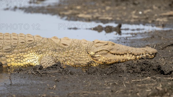 Nile crocodile (Crocodylus niloticus) sleeping on the bank, Sabie River, Kruger National Park, South Africa, Africa