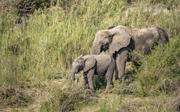 African elephant (Loxodonta africana), mother with young, feeding on the banks of the Sabie River, Kruger National Park, South Africa, Africa