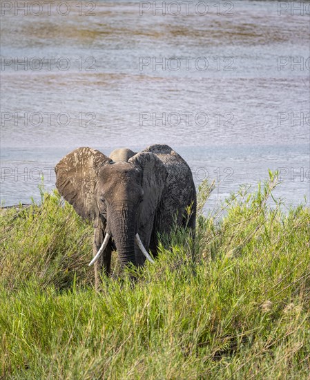 African elephant (Loxodonta africana), on the banks of the Sabie River, Kruger National Park, South Africa, Africa