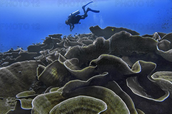 Small polyp stony coral, (Montipora mactanensis), with diver, Wakatobi Dive Resort, Sulawesi, Indonesia, Asia