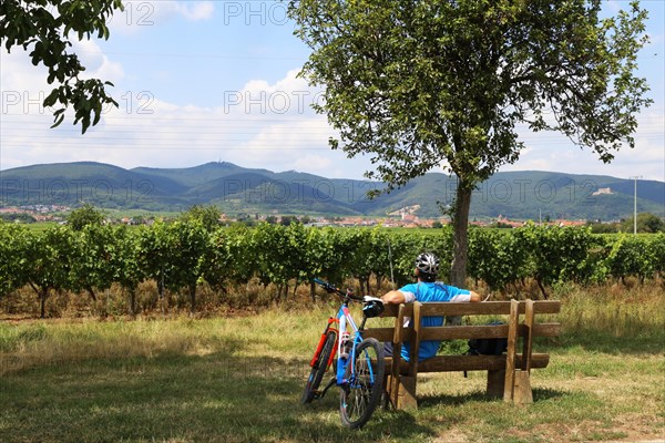 Cyclist takes a break on a bench and looks towards the Palatinate Forest. The Kalmit, the highest mountain in the Palatinate Forest at almost 700 metres, can be seen in the background. The photo was taken in the vineyards near Edenkoben