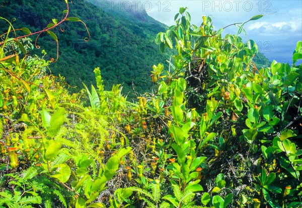 Seychelles, flora, pitcher plants, Africa