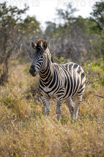 Plains zebra (Equus quagga) in dry grass, African savannah, Kruger National Park, South Africa, Africa