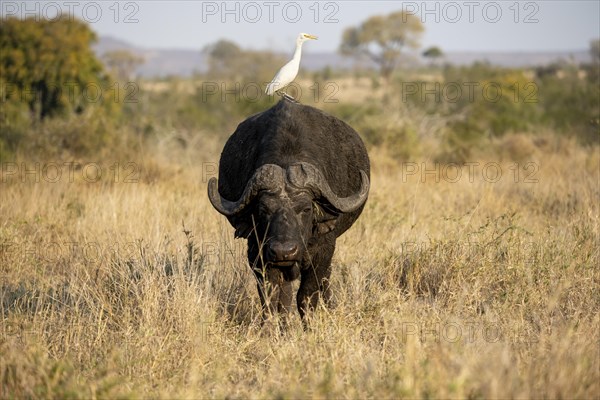Cattle egret (Bubulcus ibis) sitting on the back of a african buffalo (Syncerus caffer caffer), bull standing in dry grass, African savannah, funny, Kruger National Park, South Africa, Africa