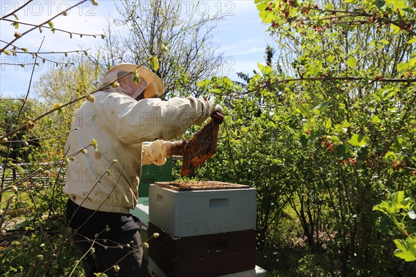 Beekeeper works on his hive