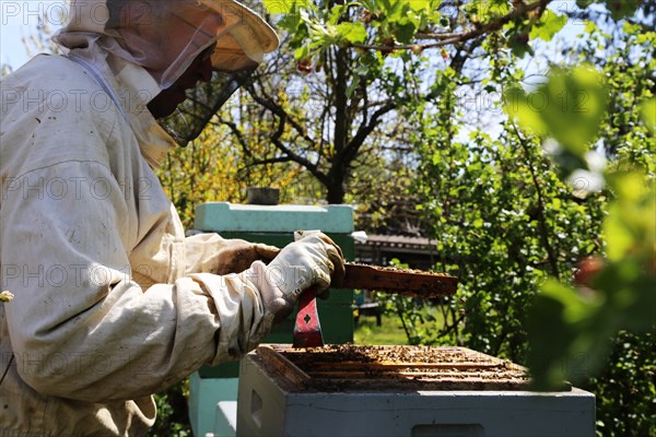 Beekeeper works on his hive