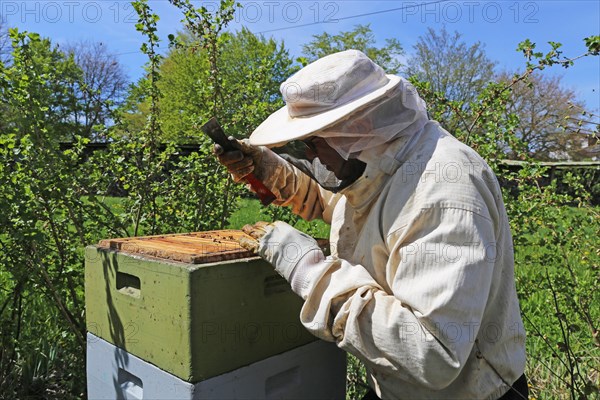 Beekeeper works on his hive