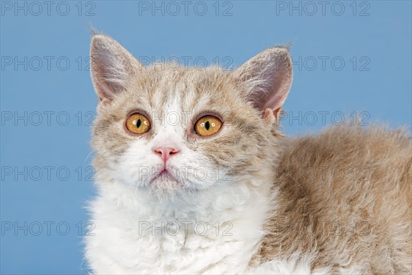 Pedigree cat Selkirk Rex, kitten, age 10 weeks, colour lilac mackerel tabby white, animal portrait, studio photo