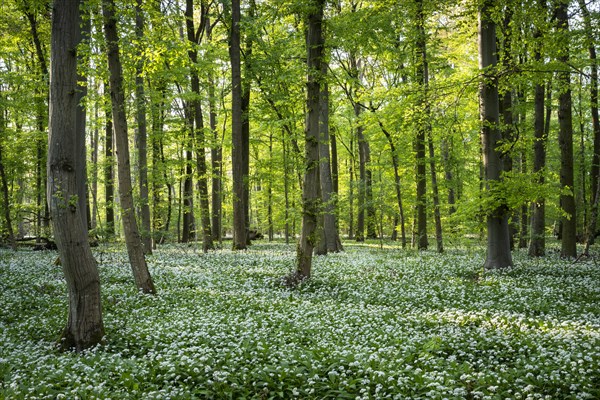A sunny deciduous forest with white flowering ramson (Allium ursinum) in spring. Rhine-Neckar district, Baden-Wuerttemberg, Germany, Europe