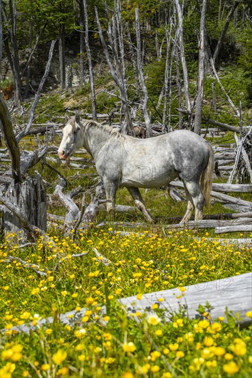 Horse, grey, grazing between buttercups and dead trees, Tierra del Fuego National Park, Tierra del Fuego Island, Patagonia, Argentina, South America