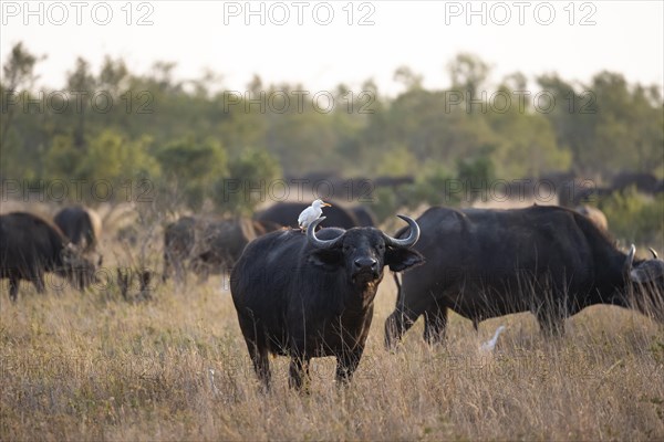 Cattle egret (Bubulcus ibis) sitting on the back of a african buffalo (Syncerus caffer caffer), bull standing in dry grass, African savannah, funny, Kruger National Park, South Africa, Africa