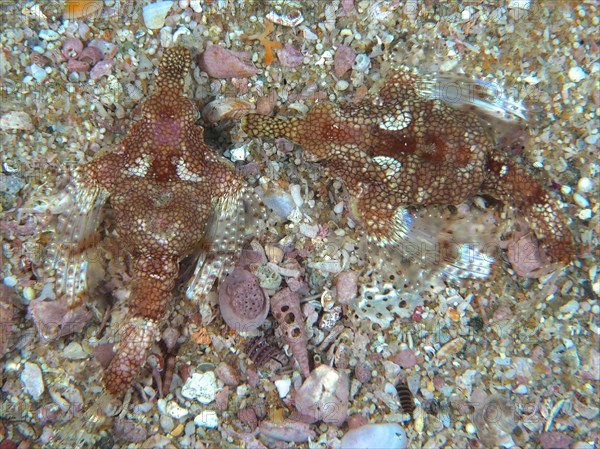 Pair of little dragonfish (Eurypegasus draconis), bony fish, Sodwana Bay National Park dive site, Maputaland Marine Reserve, KwaZulu Natal, South Africa, Africa