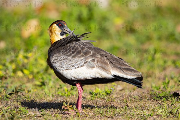 White-necked Ibis (Theristicus caudatus hyperorius) Pantanal Brazil