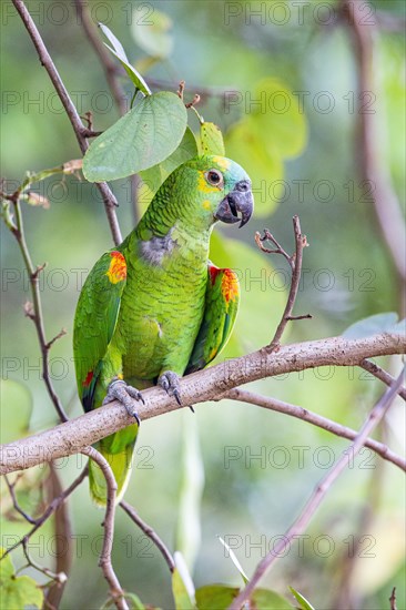 Blue-fronted Amazon (Amazona aestiva (Pantanal Brazil