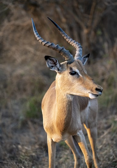 Impala (Aepyceros melampus), black heeler antelope, adult male in the evening light, animal portrait, Kruger National Park, South Africa, Africa