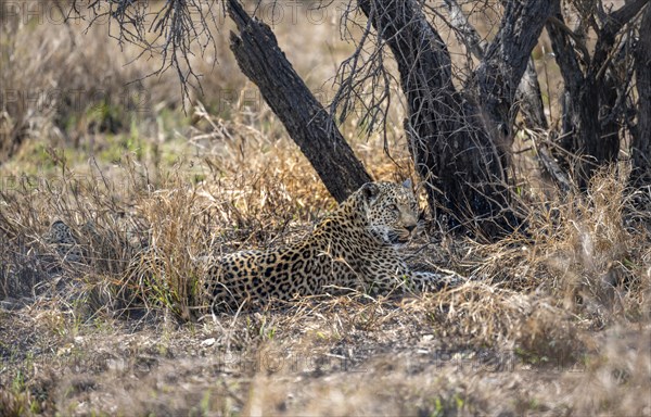 Leopard (Panthera pardus) lying down, adult female, Kruger National Park, South Africa, Africa