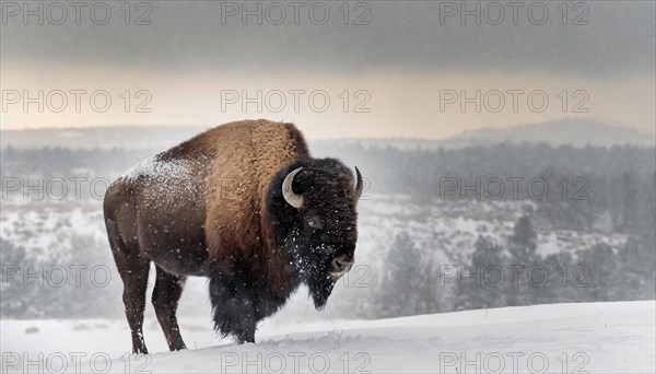 AI generated, animal, animals, mammal, mammals, biotope, habitat, one, single animal, foraging, wildlife, bison, North America, buffalo, wild cattle, (Bison bonasus), ice, snow, winter, snow drift