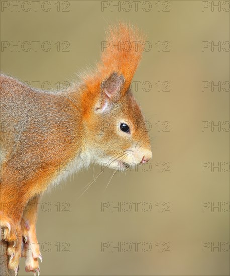 Eurasian red squirrel (Sciurus vulgaris), animal portrait, wildlife, animal, mammal, Siegerland, North Rhine-Westphalia, Germany, Europe