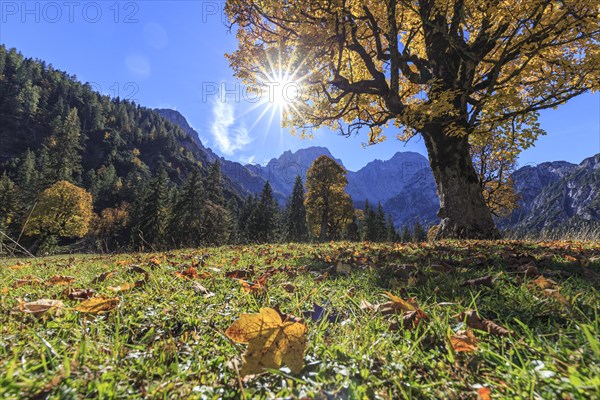 Autumn-coloured maple tree backlit in front of mountains, sun star, autumn leaves, Ahornboden, Karwendel Mountains, Tyrol, Austria, Europe