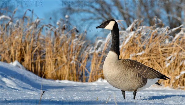 KI generated, animal, animals, bird, birds, biotope, habitat, one, individual, water, ice, snow, winter, reed, blue sky, foraging, wildlife, seasons, canada goose (Branta canadensis), goose, geese, goose bird