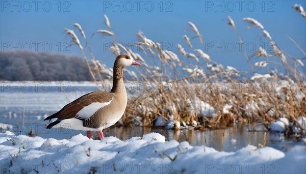 Ai generated, animal, animals, bird, birds, biotope, habitat, one, individual, winter, ice, snow, water, reeds, blue sky, foraging, wildlife, summer, seasons, greater white-fronted goose (Anser albifrons)