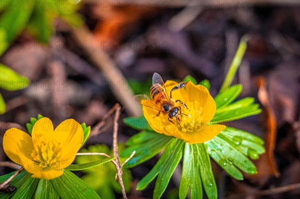 Honey bee (Apis mellifera Linnaeus) on the flower of a winter aconite (Eranthis hyemalis), Jena, Thuringia, Germany, Europe