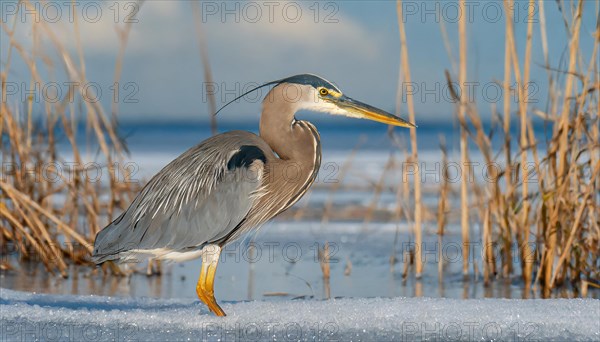 KI generated, animal, animals, bird, birds, biotope, habitat, one, individual, water, reed, winter, snow, blue sky, foraging, wildlife, seasons, heron, little blue heron (Egretta caerulea), Florida, Mexico, Central America