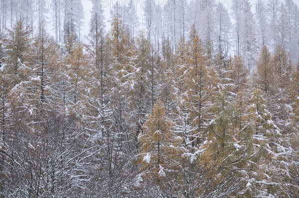 European larch (Larix decidua), treetops, yellow discoloured needles covered with snow, Thuringia, Germany, Europe