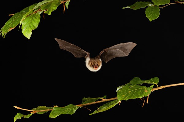 Natterer's bat (Myotis nattereri) in flight, Lower Saxony, Germany, Europe