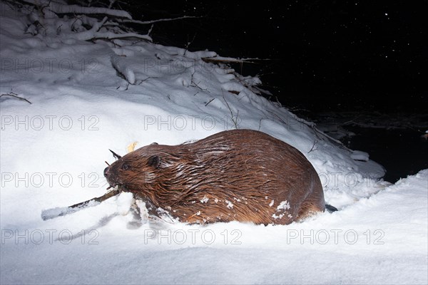 European beaver (Castor fiber) at the beaver lodge in winter, Thuringia, Germany, Europe