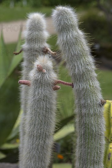 Wooly torch (Cleistocactus strausii), Botanical Garden, Erlangen, Middle Franconia, Bavaria, Germany, Europe