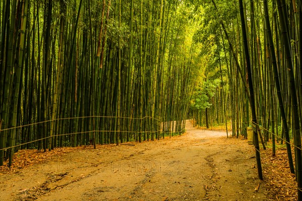 Dirt walking trail through bamboo forest public park after spring morning rain in South Korea