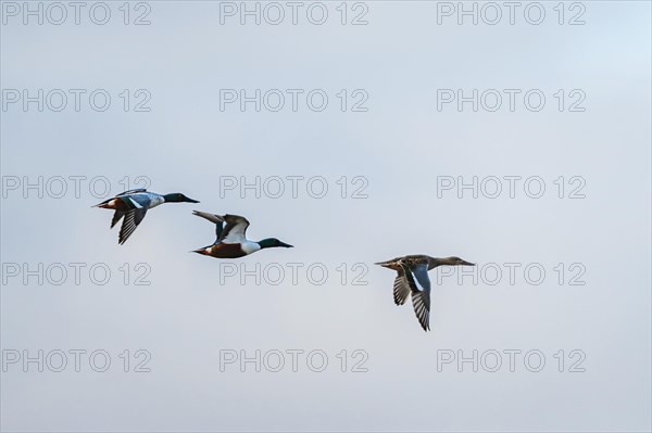 Northern Shoveler, Spatula clypeata, birds in flight over marshes at winter