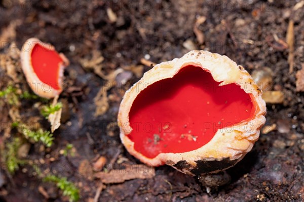 Austrian Goblet two red fruiting bodies next to each other on soil