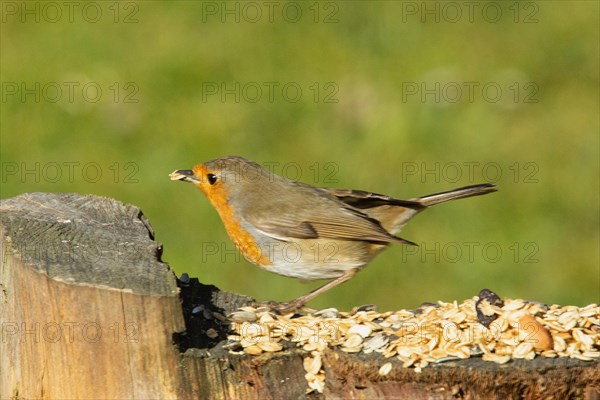 Robin with food in beak sitting on tree stump looking left