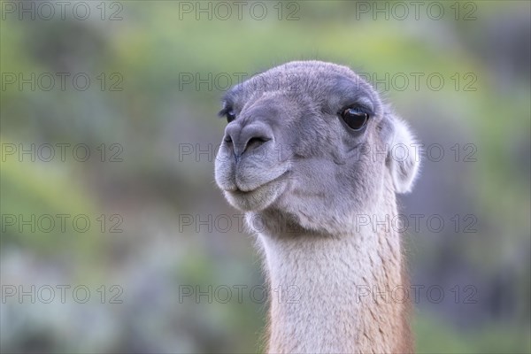 Guanaco (Llama guanicoe), Huanaco, adult, animal portrait, Torres del Paine National Park, Patagonia, end of the world, Chile, South America