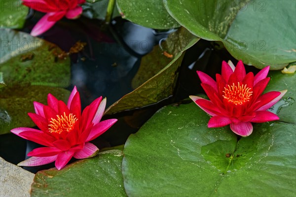 Pink water lilies standing out harmoniously on a pond, Terra Nostra Park, Furnas, Sao Miguel, Azores, Portugal, Europe